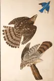 John James Audubon, Stanley Hawk (Pl. 36), 1828, From the The Havell edition of The Birds of America, handcolored engraving aquatint and etching on J. Whatman Turkey Mill paper, trimmed margins, tissue backed