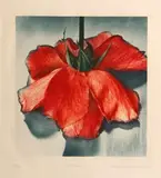Margaretta Kuhlthau Mitchell, Old Rose, from the Flowers Series, 1982, Handcolored photogravure on wove paper