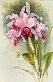 Paul de Longpré, Orchids, 1899, watercolor on paper