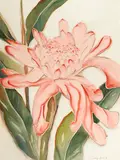 Torch ginger by Shirley Marie Russell, watercolor on paper, offered Aug 2014