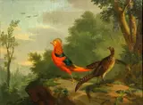 French School, A Golden pheasant with hen; A Silver pheasant with hen (a pair)
