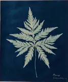 Anna Atkins, Pliris Grandifolia, 1885, Cyanotype