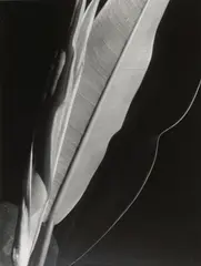 Rubber Plant by Imogen Cunningham, 1929, Gelatin silver print, sold Jul 2014