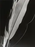 Imogen Cunningham, Rubber Plant, 1929, Gelatin silver print