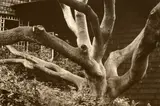 Oak Tree at 1163 Euclid Ave., Berkeley by Dorothea Lange, 1957, Gelatin silver print, not signed, sold Jul 2014