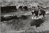 Danny Lyon, Horse in the Ditch, Llanito, New Mexico