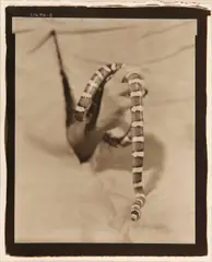 Victor Schrager, Snake #2, 1996, Warm-toned platinum-palladium print