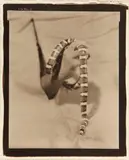 Victor Schrager, Snake #2, 1996, Warm-toned platinum-palladium print