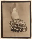 Victor Schrager, Star Turtle, 1996, Warm-toned platinum palladium print
