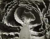 Edward Weston, Kale Halved