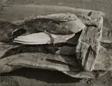 Minor White, Navarro River, California