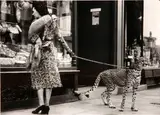 Andy Irvine, Cheetah Who Shops, 1939, Gelatin silver print