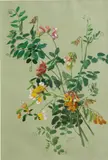 Alice Brown Chittenden, Bur clover (pea family); Hedge, nettle and lily (a pair)
