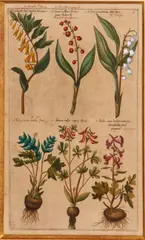 Emanuel Sweert, Pl. 7, from Florilegium Amplissumum et Selectissimum, 1612-47, Engraving with handcoloring on handmade laid paper