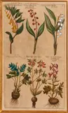 Emanuel Sweert, Pl. 7, from Florilegium Amplissumum et Selectissimum, 1612-47, Engraving with handcoloring on handmade laid paper