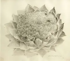 Untitled by John Langley Howard, 1973, pencil and watercolor on paper, sold Apr 2014