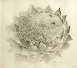 John Langley Howard, Untitled, 1973, pencil and watercolor on paper