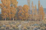 John Marshall Gamble, Cottonwoods and rabbit brush