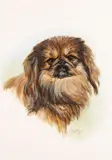 French School, A head study of a Pekingese, watercolor on paper