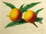 Alfred Riocreux, Peaches on a branch, watercolor and gouache on card