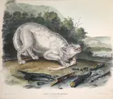 John James Audubon, Canis Lupus (Pl. LXXII), 1845, From the Bowen edition of The Viviparous Quadrupeds of North America, handcolored lithograph on wove paper