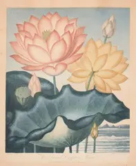Robert John Thornton, The Temple of Flora Sacred Egyptian Bean, from The Temple of Flora, 1804, Aquatint, mezzotint and stipple engraving with handcoloring on wove paper with 'F & B 1809' watermark, likely from the 1811 reissue