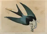 John James Audubon, Swallow-tailed Hawk (Plate 18), 1860, Chromolithograph in colors on wove paper, as published by J. Bien, New York, laid down