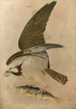John James Audubon, Fish Hawk or Osprey (Plate 288), 1860, Chromolithograph in colors on wove paper, as published by J. Bien, New York, laid down