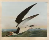 John James Audubon, Black Skimmer or Shearwater (Plate 428), 1860, Chromolithograph in colors on wove paper, as published by J. Bien, New York, laid down