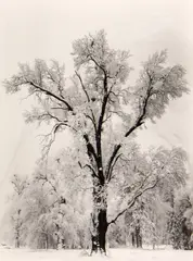 Oaktree, Snowstorm by Ansel Adams, 1948, Gelatin silver print, offered Jun 2013