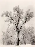 Oaktree, Snowstorm by Ansel Adams, 1948, Gelatin silver print, offered Jun 2013