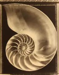 Nautilus Shell; Rose, 1994; 1995 by Tom Baril, Toned gelatin silver prints, each signed and dated in pencil on the mounts; each signed, sold Jun 2013