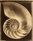 Tom Baril, Nautilus Shell; Rose, 1994; 1995, Toned gelatin silver prints, each signed and dated in pencil on the mounts; each signed