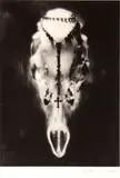 Ruth Bernhard, Skull and Rosary
