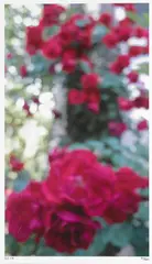 Roses by Evan Scheele, 2007, Chromogenic print, offered Jun 2013