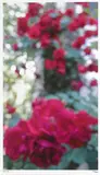 Evan Scheele, Roses, 2007, Chromogenic print