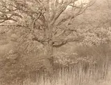 George Tice, Oak Tree, Holmdel, N.J.; Evening Fog, Jonesport, Maine, 1970; 1971