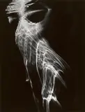 Nude in Pool, Carmel Valley, California by Brett Weston, 1978, Gelatin silver print, sold Jun 2013