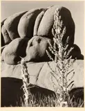 Yucca, Wonderland of Rocks by Edward Weston, 1937, Gelatin silver print, sold Jun 2013