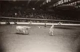 Fort Worth Fat Stock Show and Rodeo, TX by Garry Winogrand, 1974-77, Gelatin silver print, sold Jun 2013