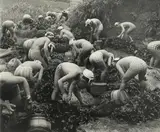 Iwase Yoshiyuki, Seaweed Harvest, Japan, 1956, Gelatin silver print, the photographer's red credit stamp on the verso, not framed