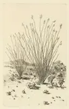 George Elbert Burr, Little Canyon, Arizona; Ocotillo, Arizona; Near Needles, Arizona Night (S. 287; 289; 315), c. 1930, Etching and drypoints on wove paper, each signed in pencil, first and third titled and annotated 'trial proof'