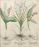 Basil Besler, Phalangium Alobrogi, 1613/later
