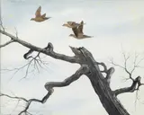 David Hagerbaumer, Doves by an old tree, watercolor on paper