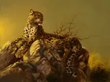 Douglas Van Howd, Leopard on a rocky perch
