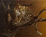 Douglas Van Howd, Leopard in a tree