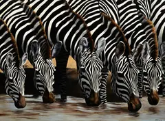 Jim Gregory, Zebras watering, oil on board