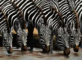 Jim Gregory, Zebras watering, oil on board