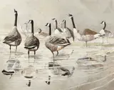 Ken Turner, Geese in shallow water, oil on board
