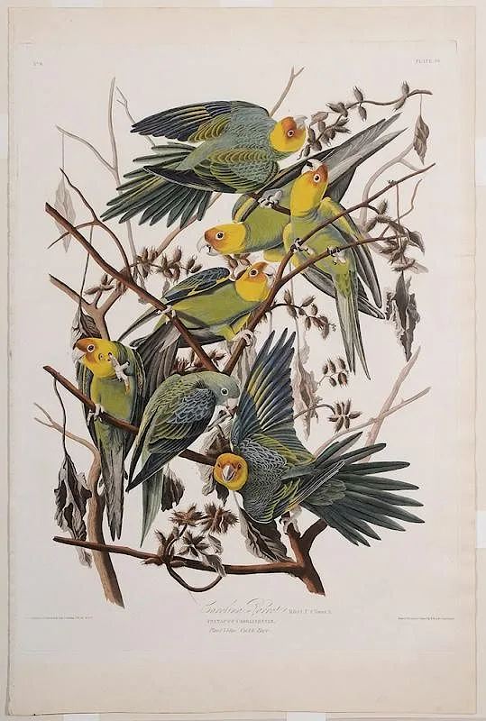John James Audubon, Carolina Parrot, Males 1. F. 2. Young. 3. / [PSITACUS Carolinensis],/[Plant vulgo]. Cuckle Bur., Plate 26, Engraved, Printed, & Coloured by R.Havell & Son, London, Variant I, from [The Birds of America], London, 1827-1838, hand-colored engraving with aquatint and etching on "J. Whatman Turkey Mill 1827" paper